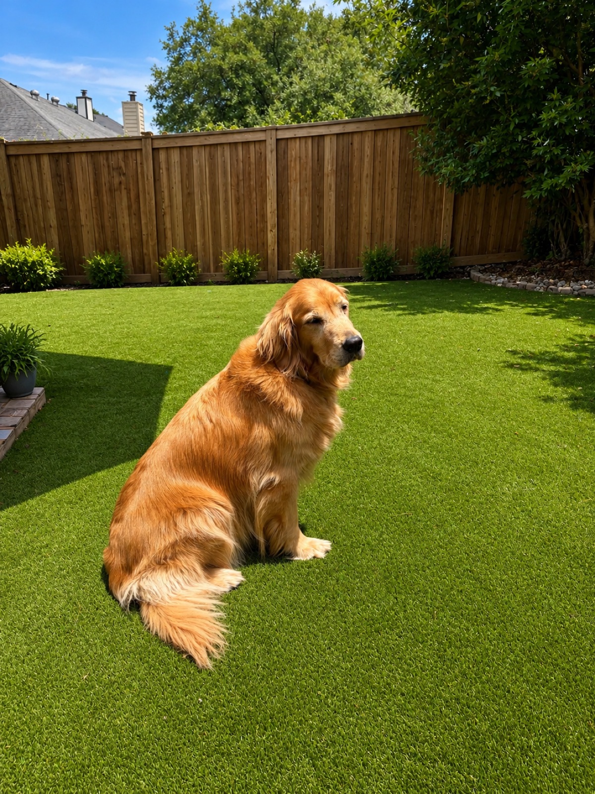 A golden retriever sitting on an artificial-turf lawn in a fenced backyard